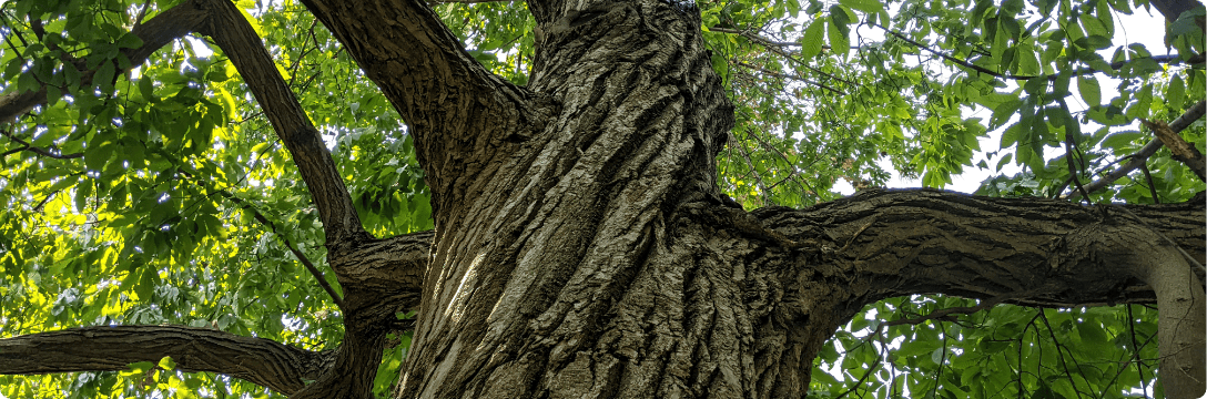 grand arbre