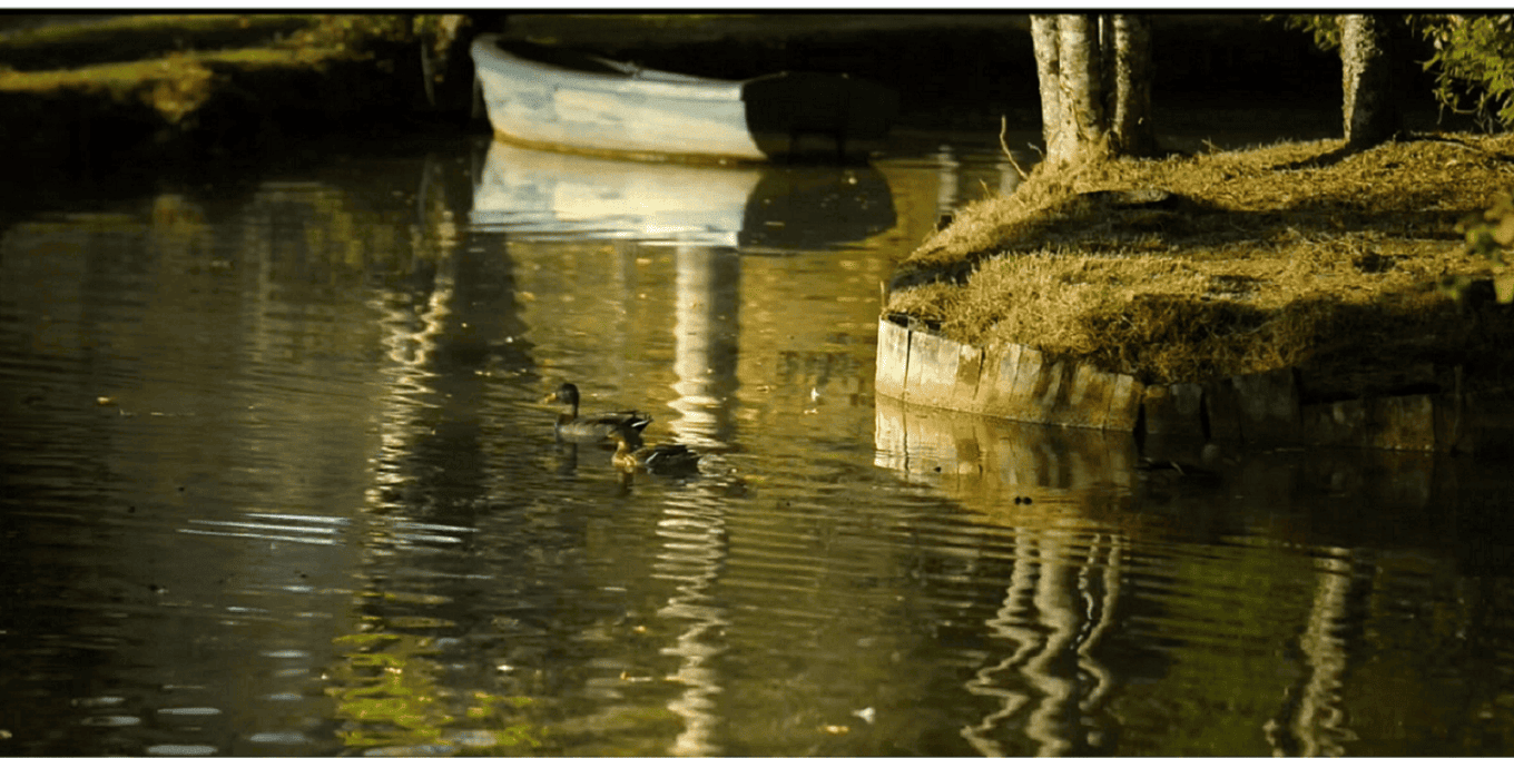 lac où des canards nagent