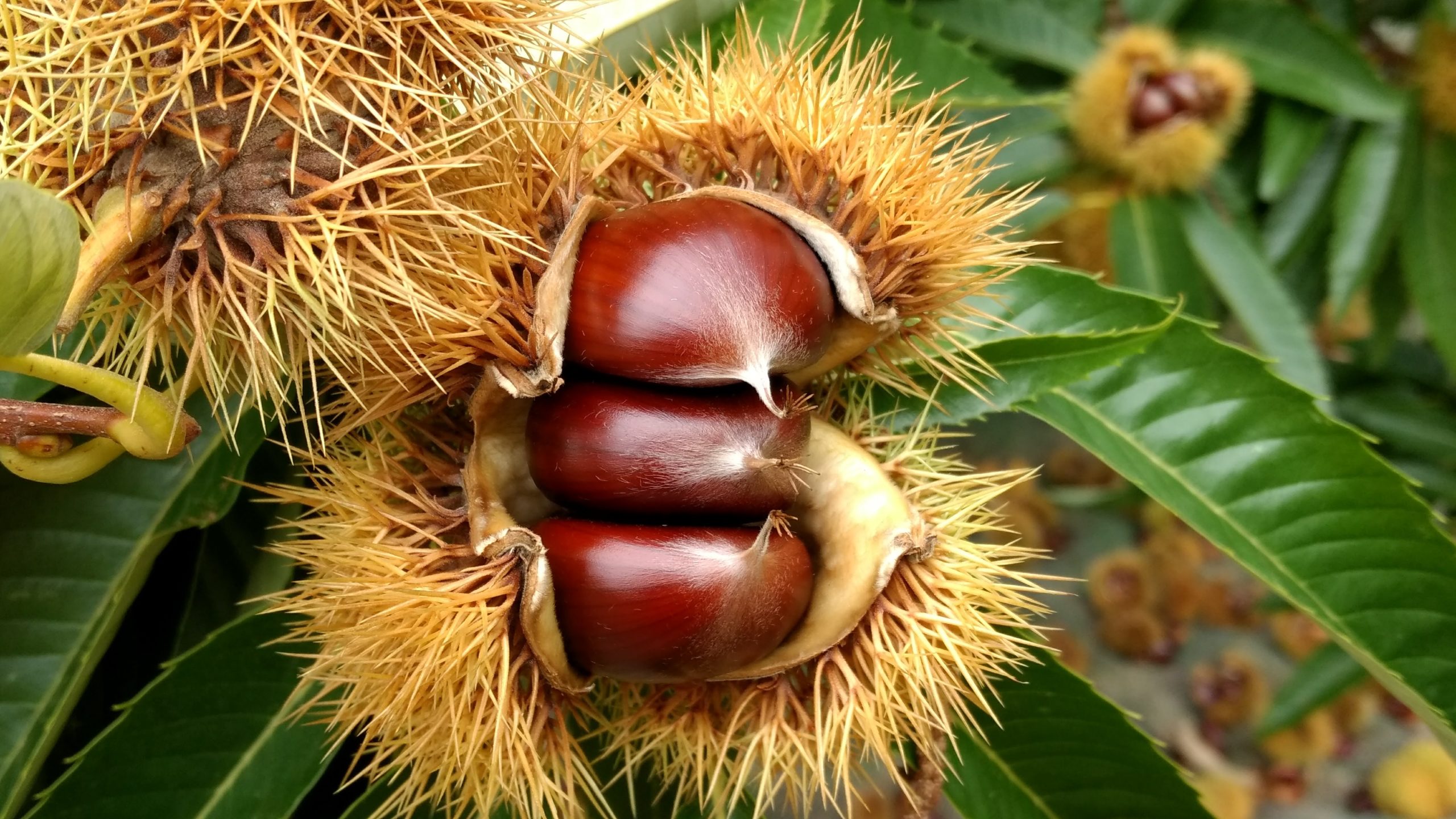 logo respectif des entreprises Comité des fruits à coque du Lot, Association du marron et du châtaignier limousins, Comité Interprofessionnel du Châtaignier du Bas Limousin